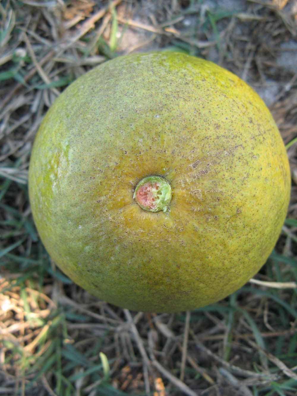              Fruit (Winter Haven, FL)       